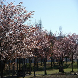 桜・・満開！！