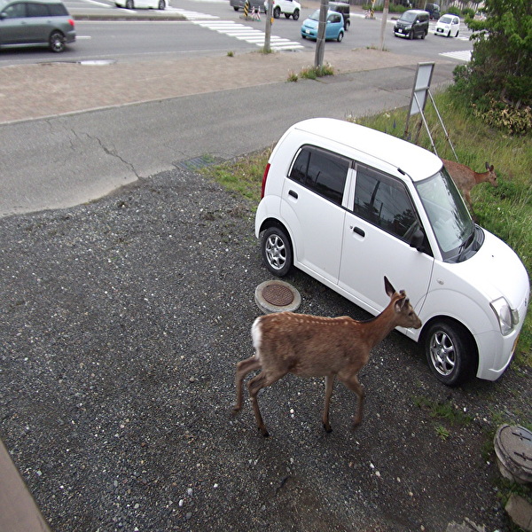 aaa鹿と車5.jpg